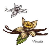 ícone de planta de esboço de vetor de erva de especiarias de flor de baunilha