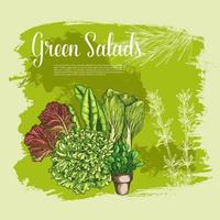 cartaz vetorial de saladas de alface vegetais folhosos vetor