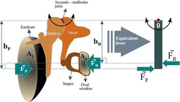 ação de alavanca do ouvido médio - o ouvido médio atua como um transformador de impedância ou intensificador de pressão que aumenta a pressão das ondas sonoras na janela oval vetor