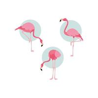 belos flamingos pássaros bando de pé vetor