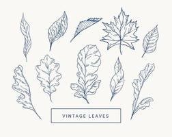 conjunto com folhas de outono. ilustração botânica. bordo, carvalho, álamo. azul e branco. vetor