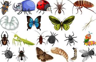 diferentes tipos de coleção de insetos vetor