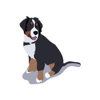 cão de montanha bernese vetor