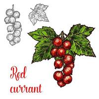 ícone de baga de frutas de esboço de vetor de groselha vermelha