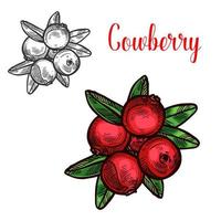 ícone de bagas de frutas de esboço de vetor de cowberry