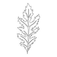 folhas verdes de alface mizuna. ilustração vetorial de mostarda japonesa vetor
