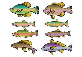 Vetor de peixes da truta arco-íris