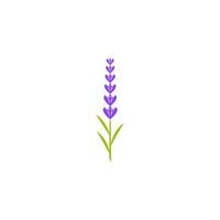 ilustração de ícone de vetor de flor de lavanda