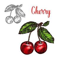 ícone de bagas de frutas de esboço de vetor de cereja