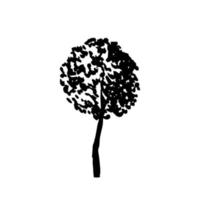 esboço de árvore de faia desenhado à mão. miniatura de árvore de faia vetorial isolada vetor