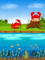 a vista natural com o caranguejo vermelho na grama e um grande rio na frente dele