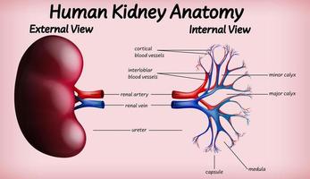 projeto de anatomia de rim humano médico vetor