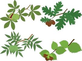 ramos de castanha, carvalho, noz e avelã com ilustração vetorial de folhas e nozes