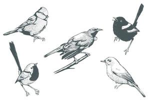 conjunto de pássaros realistas de arte em linha vetor