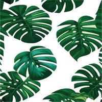 fundo branco padrão monstera verde. padrão exótico com folhas tropicais. ilustração vetorial. padrão de folha de monstera. folhas de palmeiras tropicais. tecido de design exótico, estampa têxtil, papel de embrulho vetor