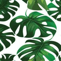 fundo branco padrão monstera verde. padrão exótico com folhas tropicais. ilustração vetorial. padrão de folha de monstera. folhas de palmeiras tropicais. tecido de design exótico, estampa têxtil, papel de embrulho vetor