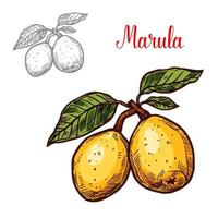 vetor de marula de frutas exóticas