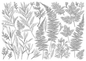 ilustração botânica. conjunto com ervas e folhas. vetor