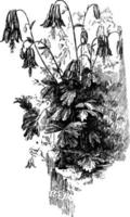 ilustração vintage aquilegia canadensis. vetor