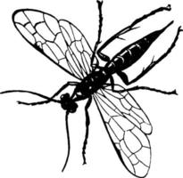 vi mosca de caule de trigo ou cephus pygmaeus, ilustração vintage. vetor