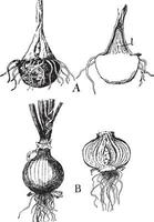 ilustração vintage de cebola. vetor