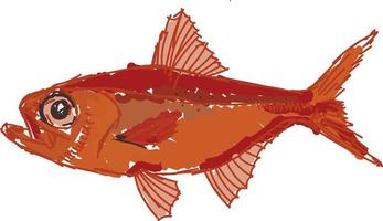 peixe vermelho alfonsino, ilustração, vetor em fundo branco.