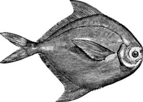 pomfret branco, ilustração vintage. vetor