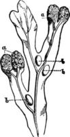 fucus vesiculosus, ilustração vintage. vetor