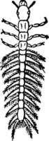 larva de ilustração vintage gyrinus natator. vetor