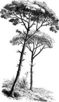ilustração vintage de pinheiro-manso. vetor