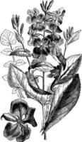 ilustração vintage moricandia sonchifolia. vetor