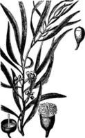 ilustração vintage de eucalipto. vetor