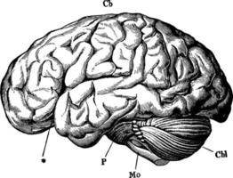 cérebro humano, ilustração vintage. vetor