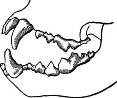 dentes de um animal carnívoro, ilustração vintage vetor