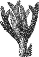 coral madrepore, ilustração vintage. vetor