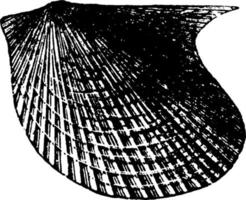 molusco pterinea, ilustração vintage. vetor