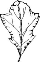 ilustração vintage de folha de carvalho preto. vetor