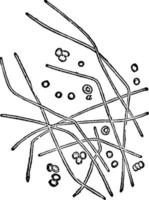 bacillus anthracis, ilustração vintage. vetor