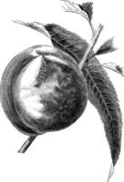 ilustração vintage de pêssego precoce de crawford. vetor