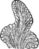 alcyonium digitatum, ilustração vintage. vetor