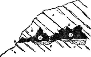 caverna de calcário, ilustração vintage vetor