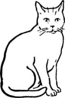 gato ou felis catus, ilustração vintage. vetor