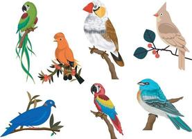 diferentes tipos de pássaros vetor