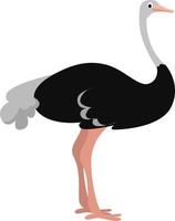 animal avestruz, ilustração, vetor em fundo branco