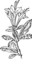 ilustração vintage de madressilva pântano branco. vetor