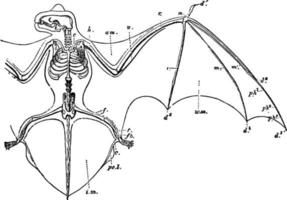 morcego noctule, ilustração vintage. vetor