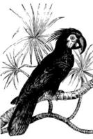 cacatua preta, ilustração vintage. vetor