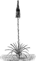 ilustração vintage de agave yuccaefolia. vetor