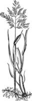ilustração vintage de grama macia prado. vetor