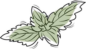 ilustração de uma folha de hortelã vetor